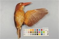 藏品(赤翡翠)的圖片